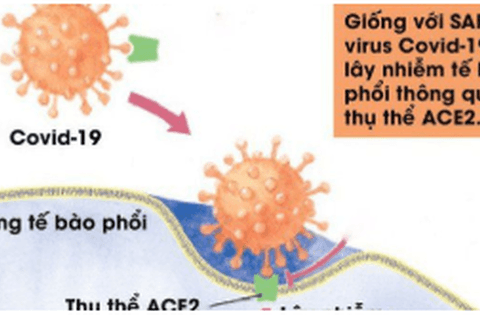 Cách COVID-19 gây khó thở