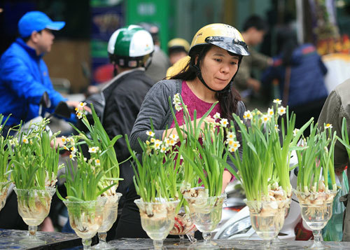 6 loài hoa đẹp và ý nghĩa dành cho phòng khách dịp Tết đến Xuân về