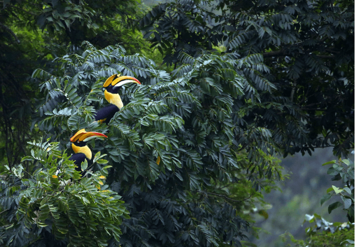 Không săn, bắt, mua, bán, vận chuyển động vật, thực vật hoang dã!