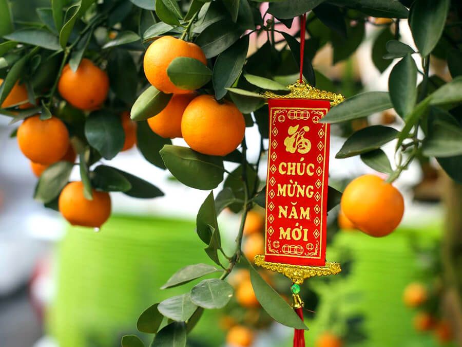 Ý nghĩa cây quất ngày Tết