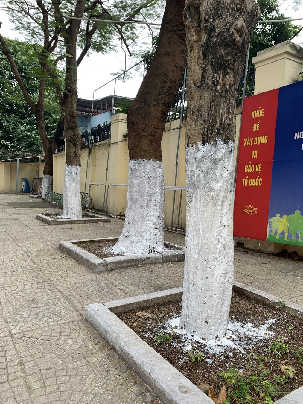 Xuân về , thay áo mới cho cây!