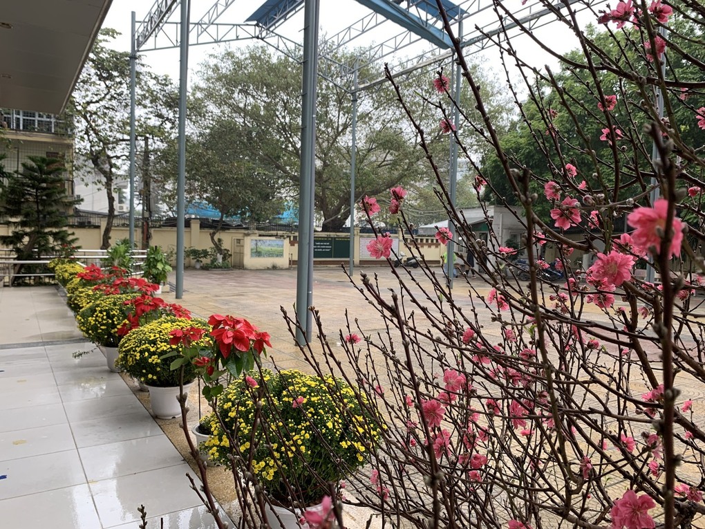 Ý nghĩa cây trạng nguyên ngày Tết