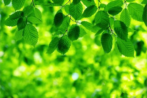 Phát động cuộc thi làm phim, phóng sự ngắn "Vì một Ba Đình mãi xanh"