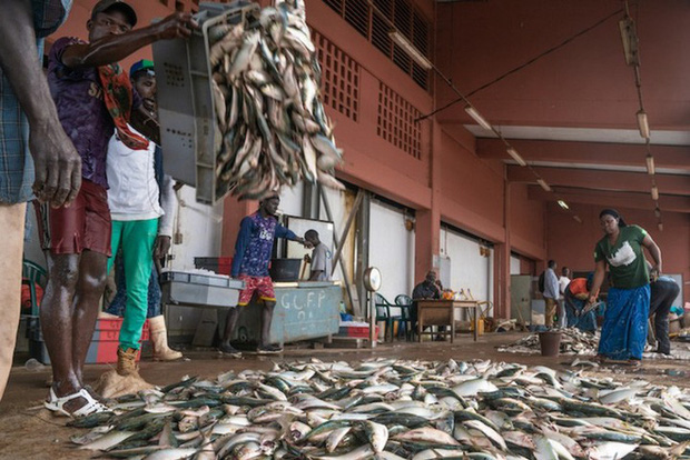 Đánh bắt thủy hải sản sai cách là phá hủy hệ sinh thái