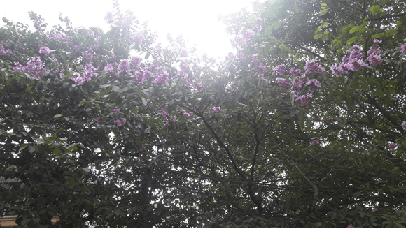 Trường Tiểu học Đại Yên sẵn sàng chào đón các con học sinh thân yêu !