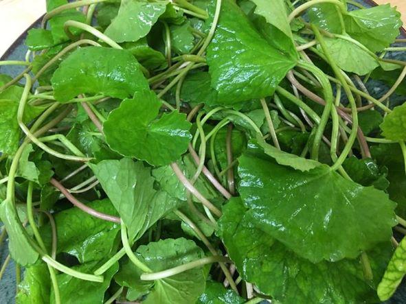 5 bài thuốc nam giúp giảm tác dụng phụ sau tiêm vaccine COVID-19 cho trẻ dưới 12 tuổi