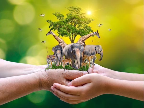 Chung tay bảo vệ rừng, bảo vệ động vật hoang dã!