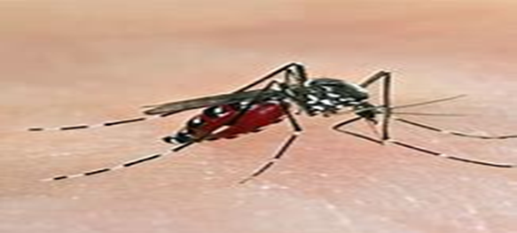 2025-04 Bài tuyên truyền phòng chống dịch, bệnh sốt xuất huyết