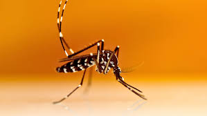 Bài tuyên truyền phòng chống dịch, bệnh sốt xuất huyết năm 2025- Ảnh 4.