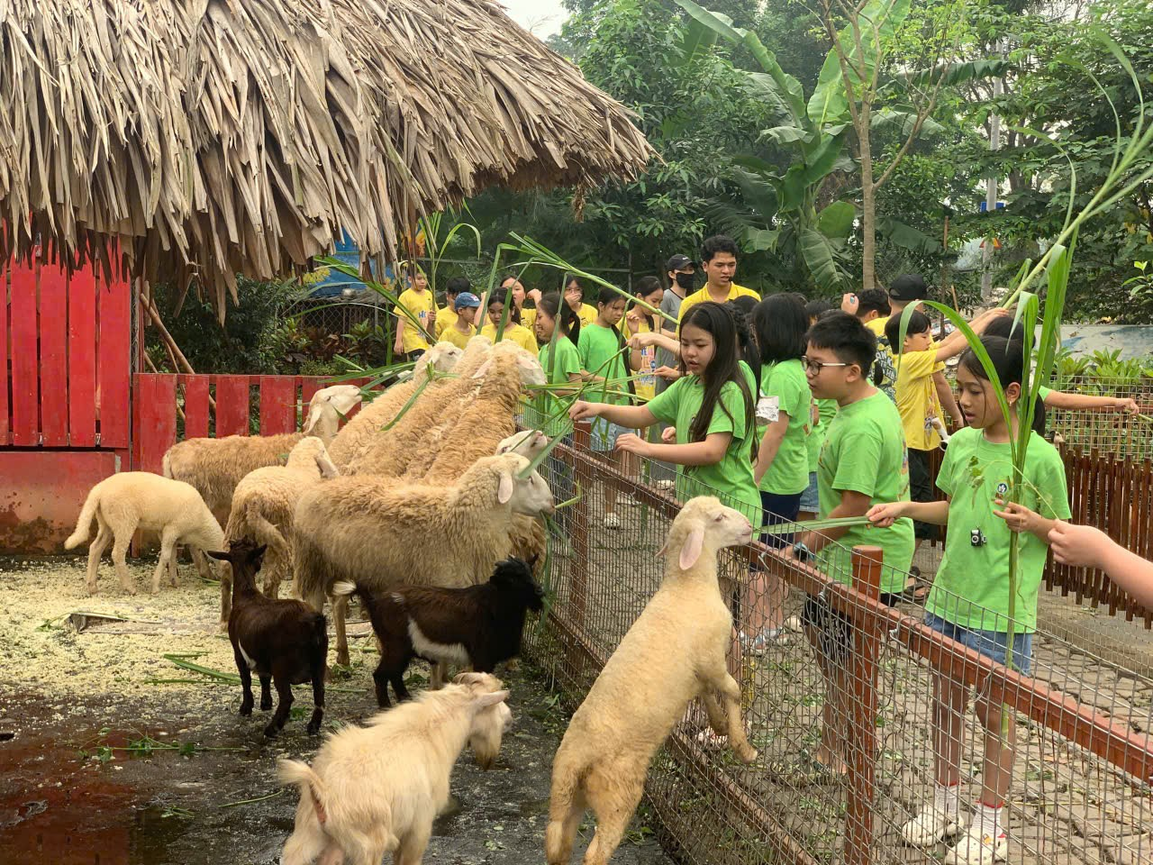 A group of kids feeding sheep

AI-generated content may be incorrect.