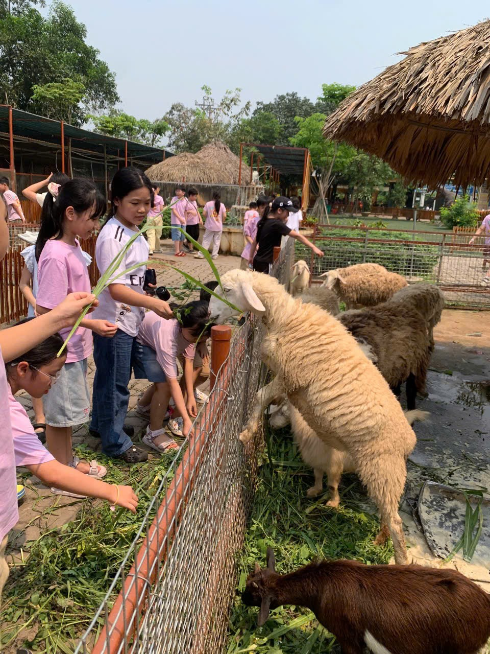 A group of kids feeding sheep

AI-generated content may be incorrect.